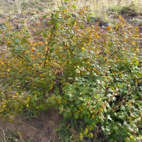 Watson's Gooseberry