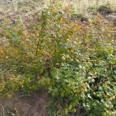 Watson's Gooseberry thumbnail 1