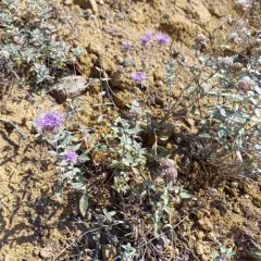 mountain coyote mint thumbnail 1