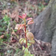 Cherry-plum thumbnail 2