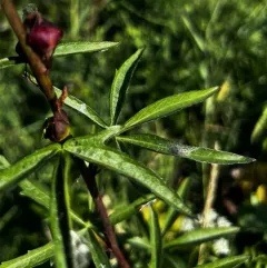 Henderson's Checker-mallow thumbnail 2