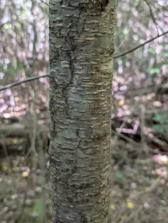 Marmara serotinella thumbnail 3