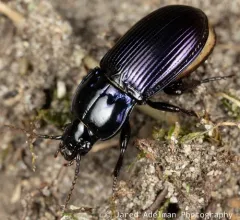 Myas coracinus thumbnail 3