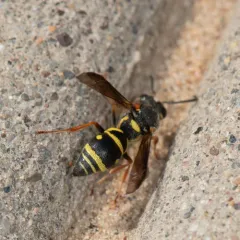 Parancistrocerus vagus thumbnail 4