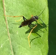 Exetastes suaveolens thumbnail 2