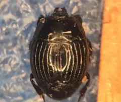 Atholus sedecimstriatus thumbnail 2