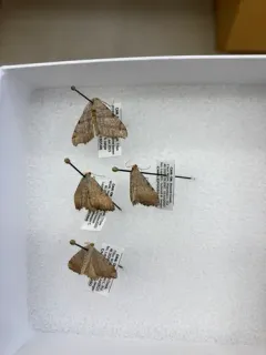 Jack Pine Angle thumbnail 3