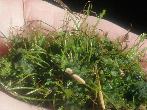 smooth hornwort