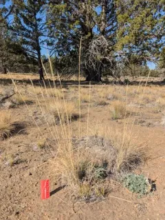 Thurber's Needlegrass thumbnail 4