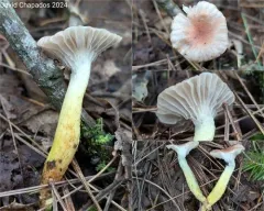Gomphidius flavipes thumbnail 3