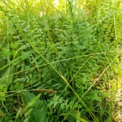 ebony spleenwort thumbnail 2