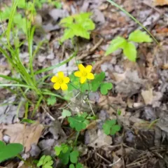 slender yellow woodsorrel thumbnail 2
