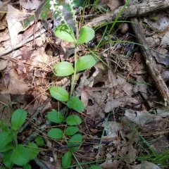 heath speedwell thumbnail 4