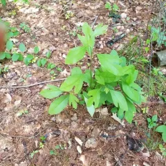 sassafras thumbnail 3