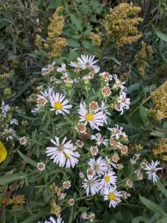 Eaton's aster thumbnail 4