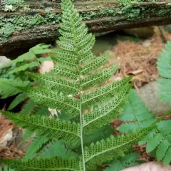 spinulose wood fern thumbnail 3