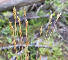 early hair grass thumbnail 3
