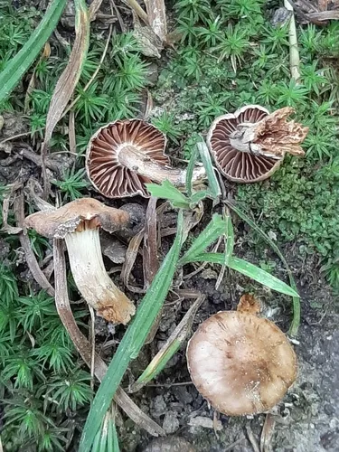 Cortinarius subscotoides