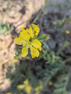 King's Flax thumbnail 4