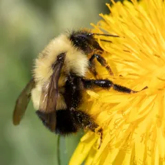 Half-black Bumble Bee thumbnail 4