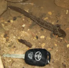 Idaho Giant Salamander thumbnail 2