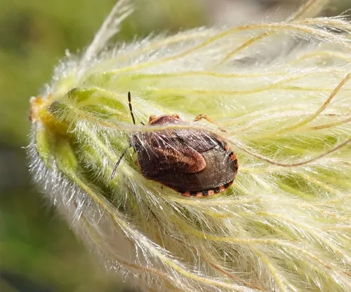Trichopepla dubia