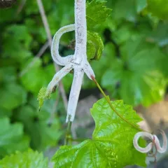 Grape Downy Mildew thumbnail 4
