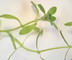 Large Water-starwort thumbnail 3