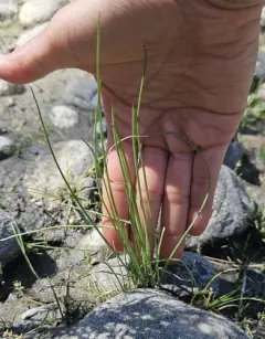 Howell's quillwort thumbnail 3