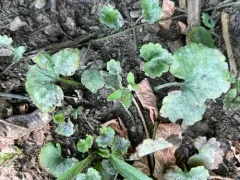 Golovinomyces biocellatus thumbnail 4