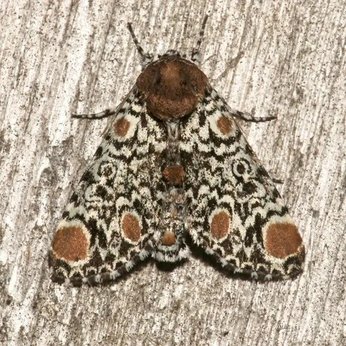 Harris' Three-Spot
