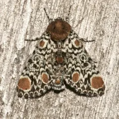 Harris' Three-Spot thumbnail 1