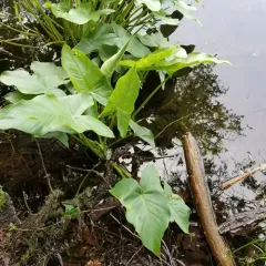 Green Arrow Arum thumbnail 3