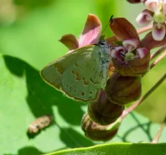 Early Hairstreak thumbnail 3