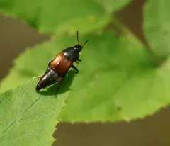 Tachinus fimbriatus thumbnail 4