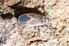 Melacoryphus admirabilis thumbnail 4