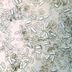Bindweed Powdery Mildew thumbnail 1