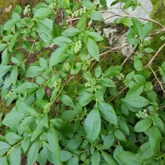 Northern highbush blueberry thumbnail 2