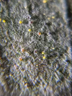 Erysiphe caryae thumbnail 3