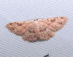 Dwarf Tawny Wave thumbnail 3