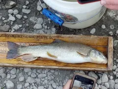 Utah Sucker thumbnail 4