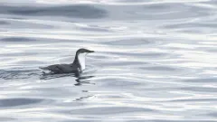 Scripps's Murrelet thumbnail 2