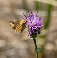 Paradoxical Grass Moth thumbnail 4