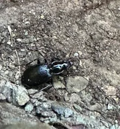 Round-winged Harp Ground Beetle thumbnail 3