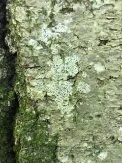 Asterisk Lichen thumbnail 3