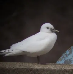 Ivory Gull thumbnail 3