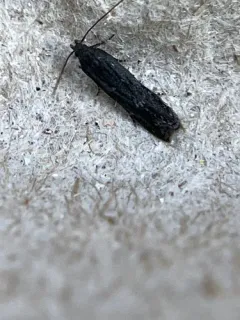 Aproaerema palpilineella thumbnail 3