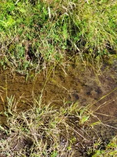 low manna grass thumbnail 2