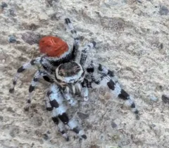 Tyrell's Tufted Jumping Spider thumbnail 3