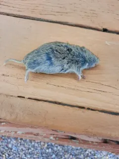 Prairie Vole thumbnail 4